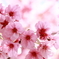 桜逆光