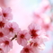 逆光桜