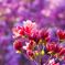 ツツジの花