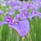 花菖蒲1