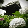 あじさい寺