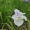 花菖蒲4
