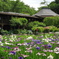 本土寺　菖蒲