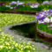 花菖蒲池の風景