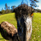 EMU