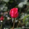 薔薇