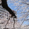 庶民的な桜