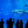 美しい海海水族館1