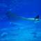 美海海水族館2