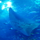 美海海水族館③