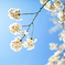 お花見2012