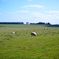 FIELD OF SHEEP