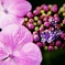 紫陽花に咲く花