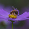 秋桜　食される