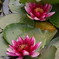 蓮の花