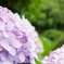 紫陽花