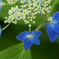 my favorite blue 2