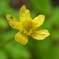 花（１）