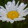 花（３）
