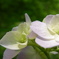 花（４）