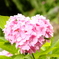 紫陽花's LOVE