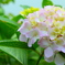紫陽花♪