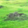 苔伴