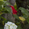 紫陽花の頃