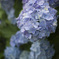 矢田寺の紫陽花