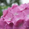 紫陽花 022