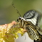 _DSC0016_016アゲハ_DSC0016