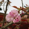 八重桜－２