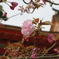 八重桜－１