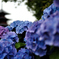 紫陽花と塔