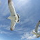海鳥の出迎え