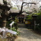 願い事に桜咲く
