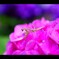 【紫陽花の絨毯】