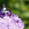 紫陽花の上