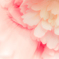淡く淡く。