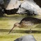 動物園の鳥