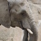 動物園の象