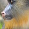 動物園のイケメン