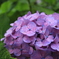 紫陽花