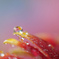 花・華
