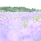 紫の花畑