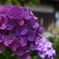 紫陽花