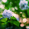 山紫陽花
