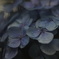 紫陽花