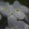 紫陽花
