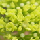紫陽花 01